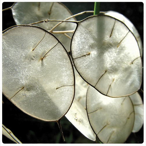 Mini Bamboo Blossom Kit