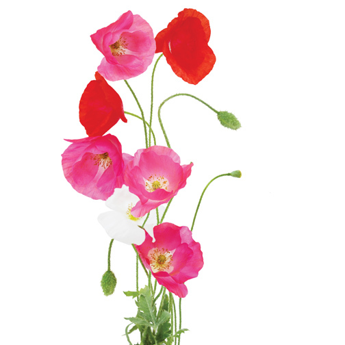 Mini Watering Can Blossom Kit