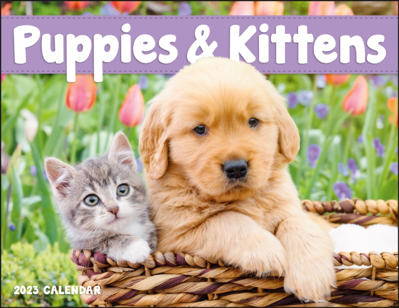 Puppies & Kittens - Window