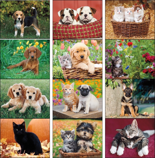 Puppies & Kittens - Window
