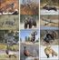 Wildlife Portraits - Stapled