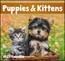 Puppies & Kittens - Mini