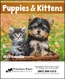Puppies & Kittens - Mini
