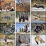 Wildlife Portraits - Spiral