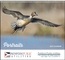 Wildlife Portraits - Spiral