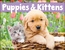 Puppies & Kittens - Window