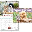 Puppies & Kittens - Window