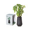 Modern Sprout Tapered Tumbler Grow Kit
