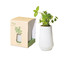 Modern Sprout Tapered Tumbler Grow Kit